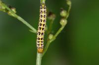 Cucullia caninae