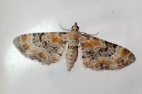 Eupithecia linariata