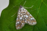 Elophila nymphaeata