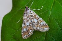 Elophila nymphaeata