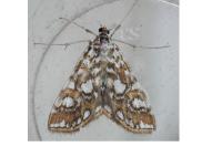 Elophila nymphaeata