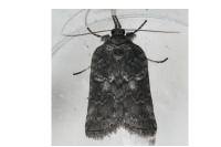 Nycteola
