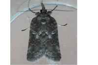 Nycteola