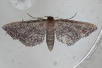 Idaea infirmaria