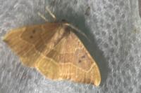 Watsonalla binaria