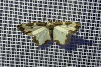Lomaspilis marginata