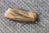 Mythimna impura
