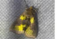 Diachrysia chrysitis