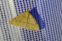 Paracolax tristalis
