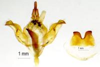 Drymonia velitaris