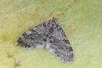 Nebula achromaria