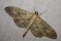 Anania lancealis