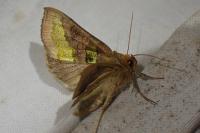 Diachrysia chrysitis