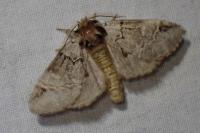 Drymonia obliterata