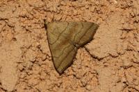 Herminia tarsicrinalis