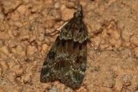 Eudonia mercurella