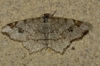 Macaria notata