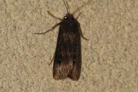 Agrotis ipsilon