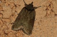 Nycteola revayana