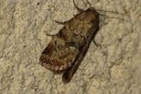 Photedes minima
