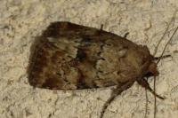 Photedes minima