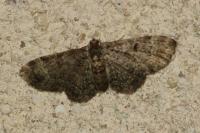 Pasiphila chloerata