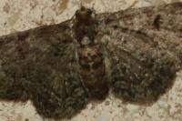 Pasiphila chloerata