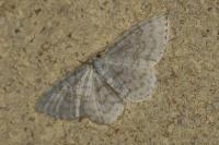 Asthena albulata