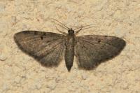 Eupithecia trisignaria