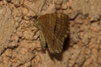 Euchoeca nebulata