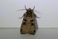 Xestia triangulum