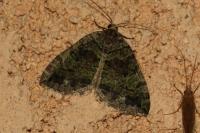 Hydriomena furcata