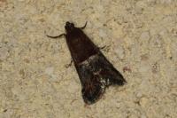Acrobasis marmorea