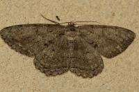 Hypomecis roboraria