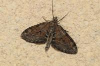 Thera obeliscata