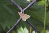 Udea ferrugalis