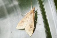 Udea ferrugalis