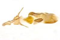 Sciota rhenella
