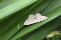 Scopula nigropunctata