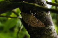 Patania ruralis