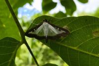 Cydalima perspectalis