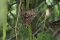 Hypena proboscidalis