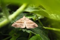 Hypena proboscidalis