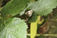 Anania coronata