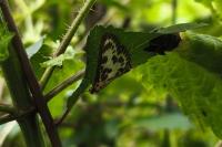 Anania hortulata