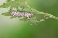 Dioryctria abietella
