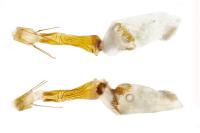 Dioryctria abietella