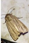 Mythimna pudorina