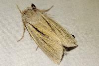 Acronicta albovenosa