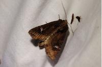 Helotropha leucostigma